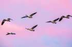 USA-New Mexico-Bosque Del Apache National Wildlife Refuge Snow geese in flight at sunrise Art Print